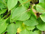 HOSTA LITTLE AURORA  - 20 SEEDS -  ( hosta tokudama ) Garden Plants