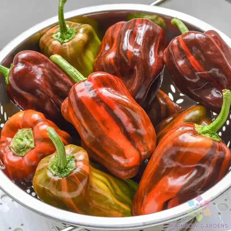 25+ Candy Cane Chocolate Cherry Sweet Pepper Seeds for Garden - FREE SHIPPING! Garden Plants