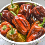 25+ Candy Cane Chocolate Cherry Sweet Pepper Seeds for Garden - FREE SHIPPING! Garden Plants
