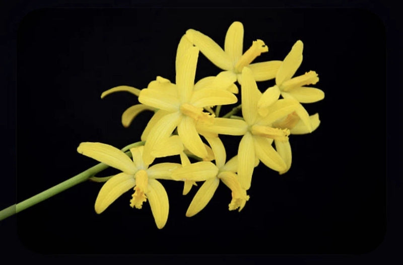 Yellow orchid flower cluster with green stems