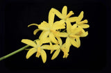 Cattleya flava Yellow Tall Spikes  Species Orchid Eros Bloom Size 4Ó Pot Orchids