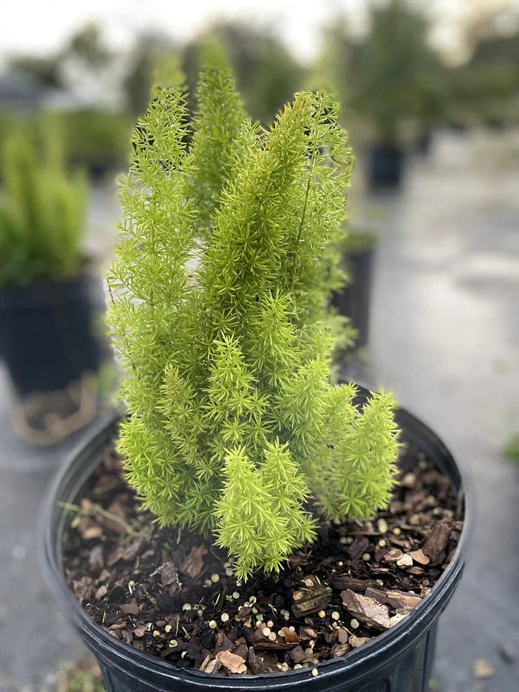Foxtail fern live plant with bright green feathery fronds in black pot of soil