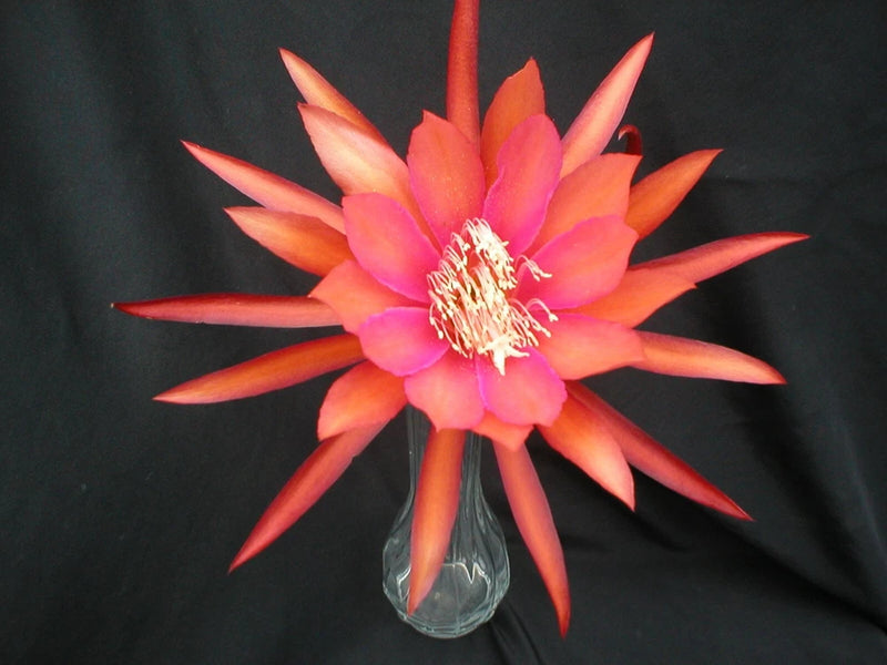 Coral-orange and pink orchid cactus flower with long pointed petals in small pot