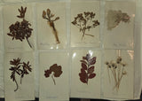 Eight 8 Vintage Dried Pressed Newfoundland Flowers & Leaves 5x8 Dried Flower
