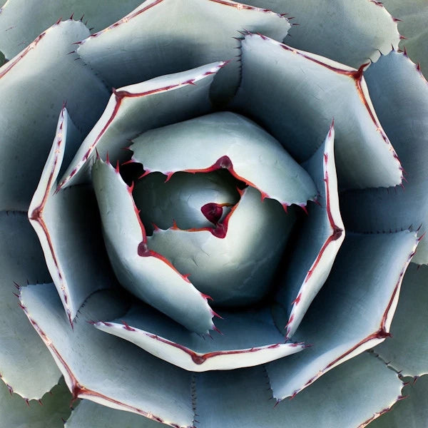 AGAVE PARRYI TRUNCATA rare succulent artichoke plant exotic garden seed 50 SEEDS Garden Plants