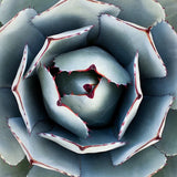 AGAVE PARRYI TRUNCATA rare succulent artichoke plant exotic garden seed 50 SEEDS Garden Plants