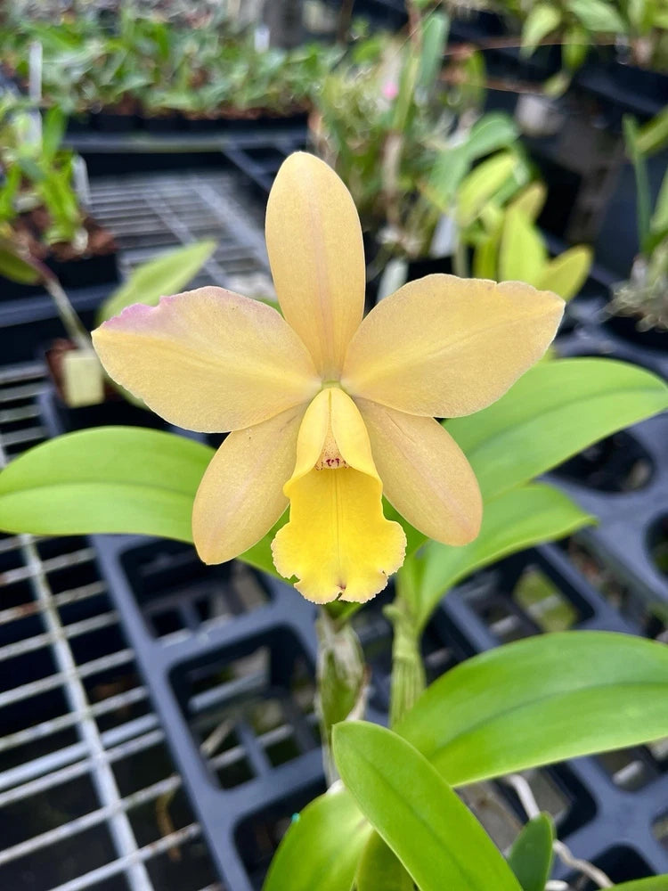 Yellow orchid flower with green leaves and single bloom