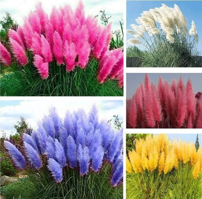 200+ Pampas Grass Seeds Mixture Red Blue Pink Yellow White And Blue USA seller Pampas Grass
