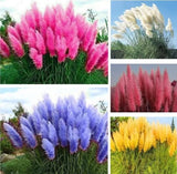 200+ Pampas Grass Seeds Mixture Red Blue Pink Yellow White And Blue USA seller Pampas Grass