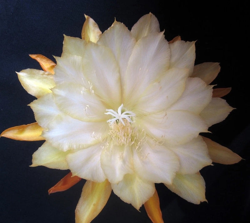 Orchid cactus flower with pale cream petals and yellow-tipped outer petals