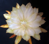 Epiphyllum, Orchid Cactus, " INDEPENDENCE ROCK ", Don's Quart pots APRIL/2 Orchids