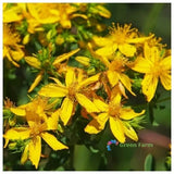 100 Seeds Hypericum Perforatum St. John's Wort Perennial Herb Flowering Plants Flowering Plants