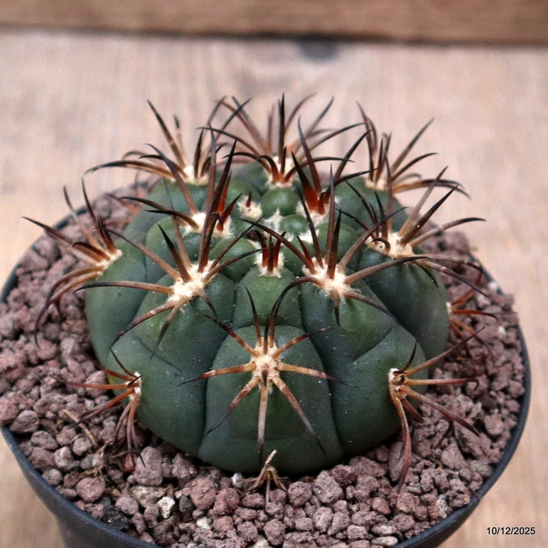 D7736 GYMNOCALYCIUM PFLANSII pot10-H5-W6,5 cm MaMa cactus Green Plant