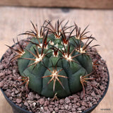D7736 GYMNOCALYCIUM PFLANSII pot10-H5-W6,5 cm MaMa cactus Green Plant