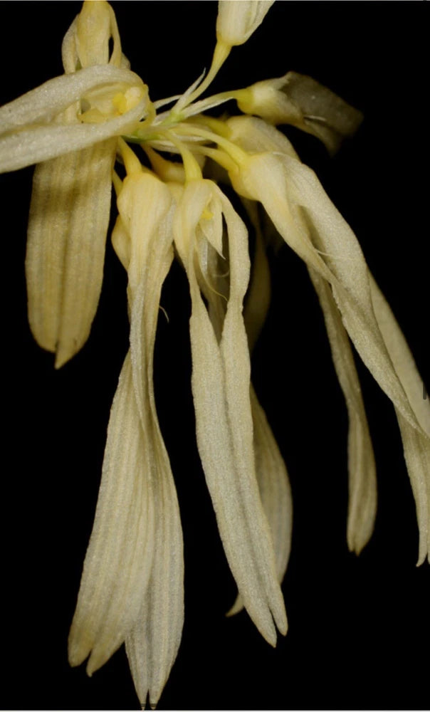 Bulbophyllum othonis orchid with long pale yellow dangling blooms