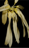 Bulbophyllum othonis Orchids
