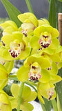 Cymbidium Dame Catherine ÔSpring DayÕ HCC/AOS, S/CSA ~ 5Ó Pot Orchids