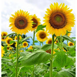 Mammoth Grey Stripe Sunflower Heirloom Seeds Great for Cut Flower - 25 seeds Sunflower