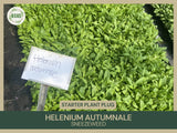 Helenium autumnale | Sneezeweed | Starter Plant Plug | Native Perennial Flowering Plants