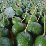 both Grafted Avocado Trees Ð Live Fruit Plants seedling grow in pot Green Plant