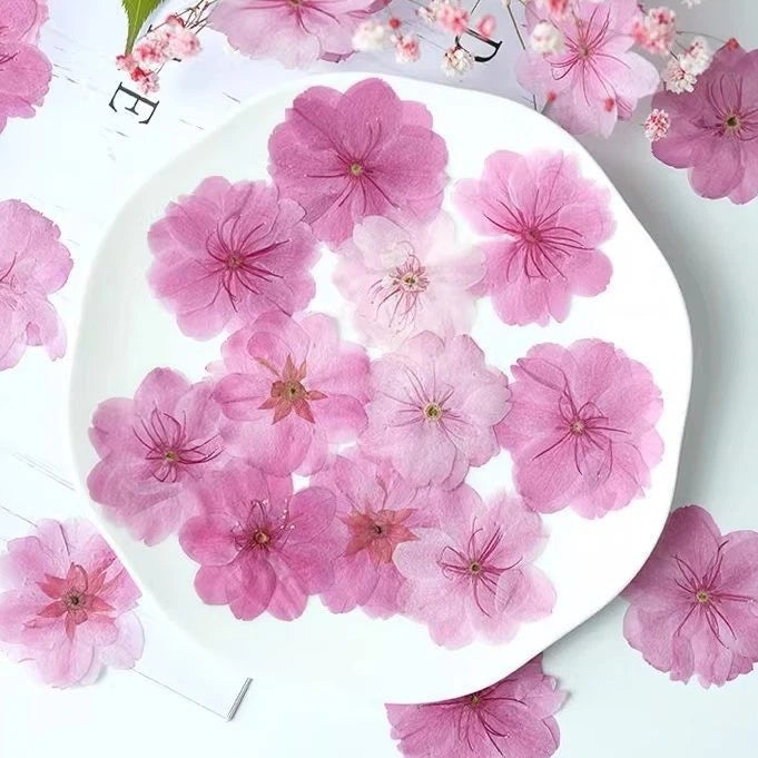 Pressed dried cherry blossom flowers, pink, scattered on a plate