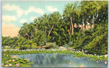 Postcard - Water Lilies In Bloom In The Sunny South Lily