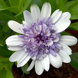 50+ Purple & White 3D Cape Daisy Seeds for Garden - USA - FREE SHIPPING! Garden Plants