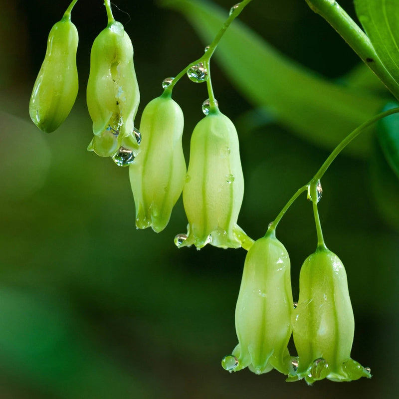 Solomon's Seal Seed (Polygonatum biflorum) ~Traditional Herb Woodland Wildflower Garden Plants
