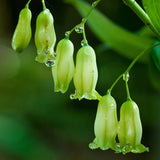 Solomon's Seal Seed (Polygonatum biflorum) ~Traditional Herb Woodland Wildflower Garden Plants