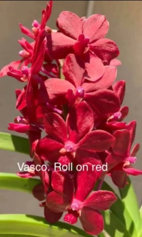 Red roll-on fragrance with orchid flowers, red blossoms in close-up