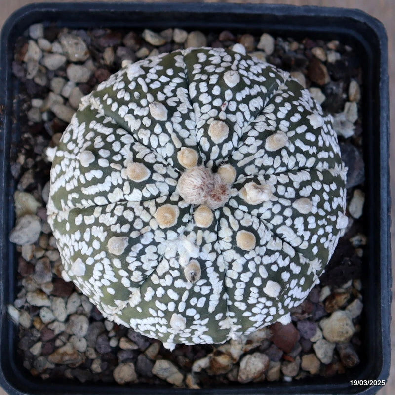 Astrophytum superkabuto cactus with mottled white spots on green body, in a pot