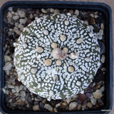 A4792 ASTROPHYTUM SUPERKABUTO pot10-H6-W8 cm MaMa Cactus Green Plant