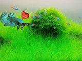NEW LIVE AQUARIUM PLANT Seeds Fish Tank Water Grass Ground Covering Plants,to Orchids