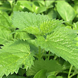 Stinging Nettle Seeds (Urtica dioica) ~Traditional Herb Native Perennial Garden Garden Plants