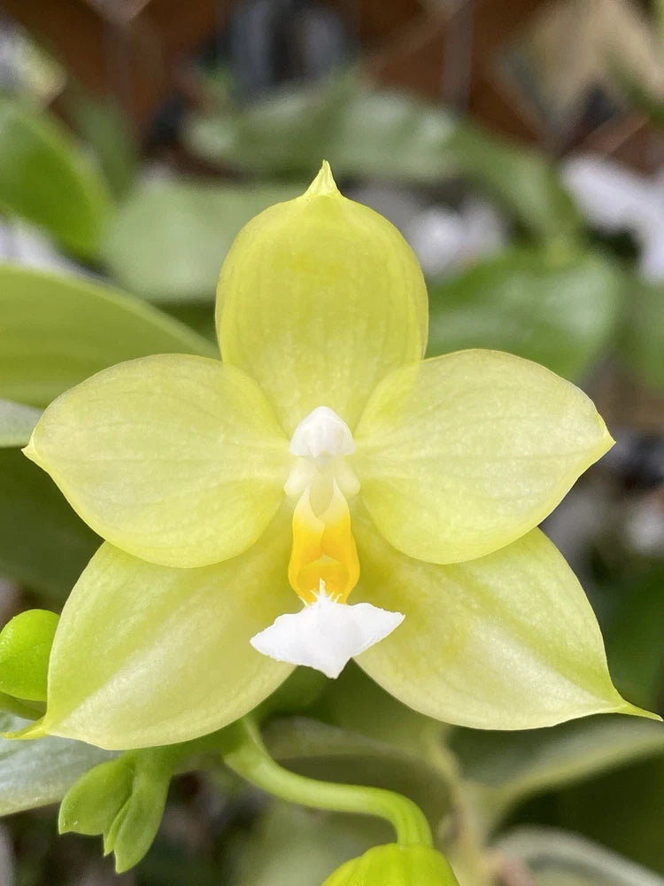 Original Phal Phalaenopsis Aber Rubber Duck x Mituo Golden Tiger-FRAGRANT Orchids
