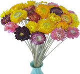 Tooget 40 Pcs Natural Dried Daisies, Dried Daisy Flowers Bouquet with Stem Dried Flower