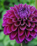 20 SEEDS for Purple DAHLIA rare flower exotic bloom garden plant bush USA Seller Flowering Plants