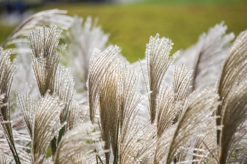 10 SILVER MAIDEN GRASS Miscanthus Sinensis Japanese Pampas Perennial Flower Seed Pampas Grass