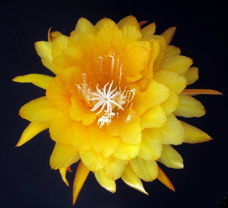 Yellow orchid cactus flower with curled petals and white stamens