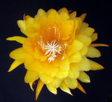 Epiphyllum, Orchid Cactus, " YELLOW TANG ", Don's Quart pots APRIL/1 Orchids