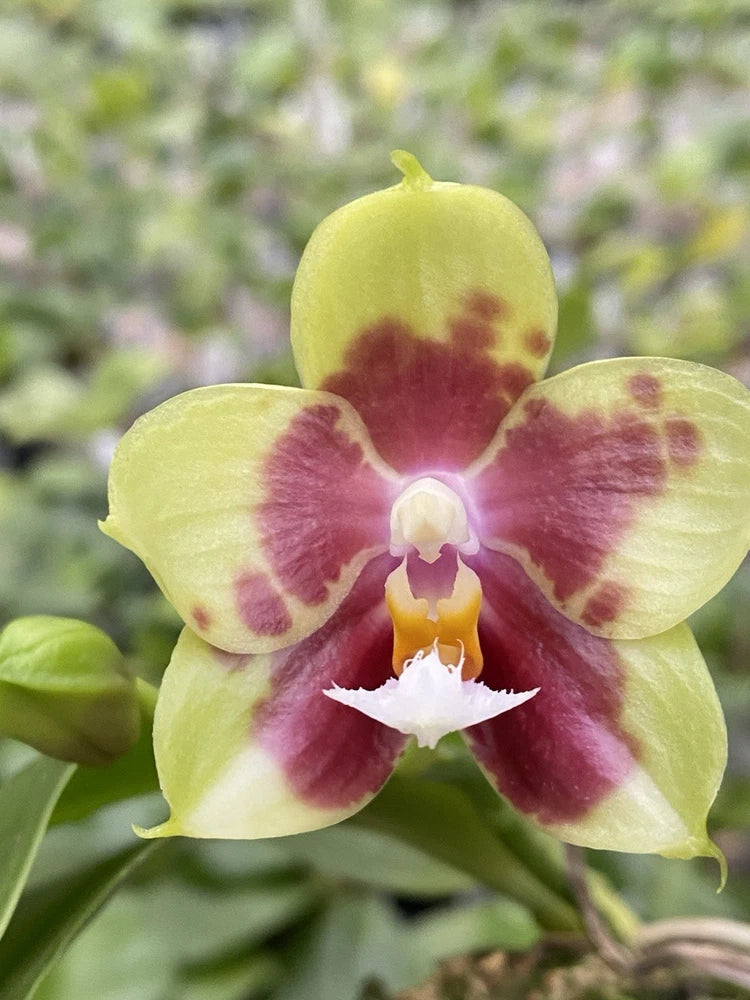 Original Phal Phalaenopsis Joy Lemon Tree x Joy Spring Canary-FRAGRANT Orchids