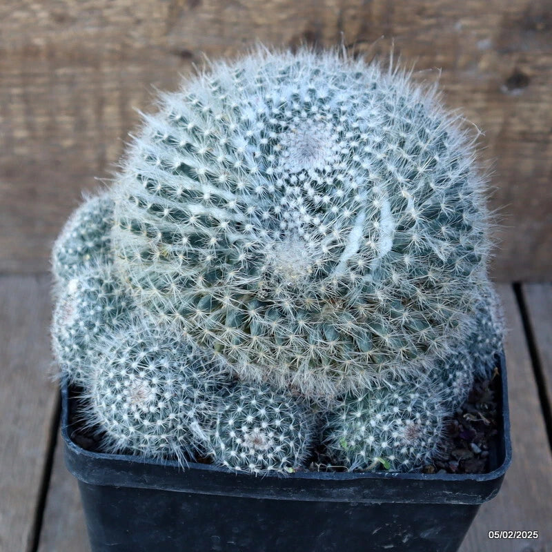 D1054 MAMMILLARIA HANIANA pot14-H14-W17 cm MaMa Cactus Green Plant