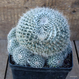D1054 MAMMILLARIA HANIANA pot14-H14-W17 cm MaMa Cactus Green Plant