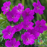 25+ Tiny Monster Geranium Seeds for Garden Planting - USA - FREE SHIPPING! Garden Plants