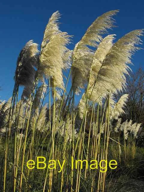 Photo 6x4 Pampas grass at the Hilton 2 c2010 Pampas Grass
