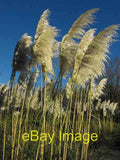 Photo 6x4 Pampas grass at the Hilton 2 c2010 Pampas Grass