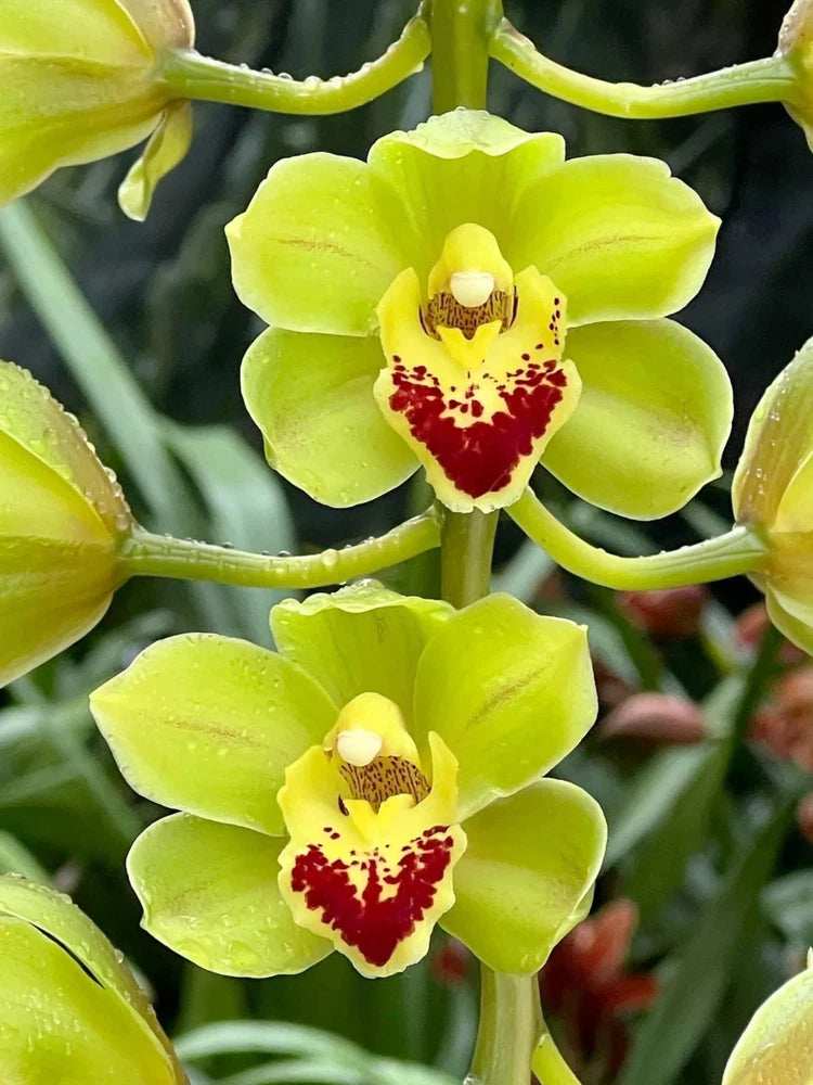 Lime green Cymbidium orchid flowers with yellow centers and red speckled labellum