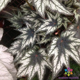 25+ Little Brother Montgomery Begonia Seeds for Garden - USA - FREE SHIPPING! Garden Plants