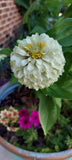 WHITE POLAR BEAR ZINNIA FLOWER SEEDS GARDEN POLINATOR FAVORITE ANNUAL Garden Plants
