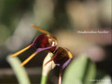 Masdevallia bicolor Orchids